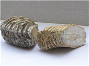 Paleozoologická fosília, zuby mamuta (mastodonta)